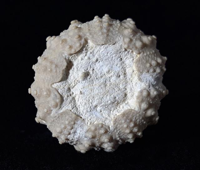 Hemicidaris intermedia (FLEMING 1828) - Bild © FossNet FossilienStore